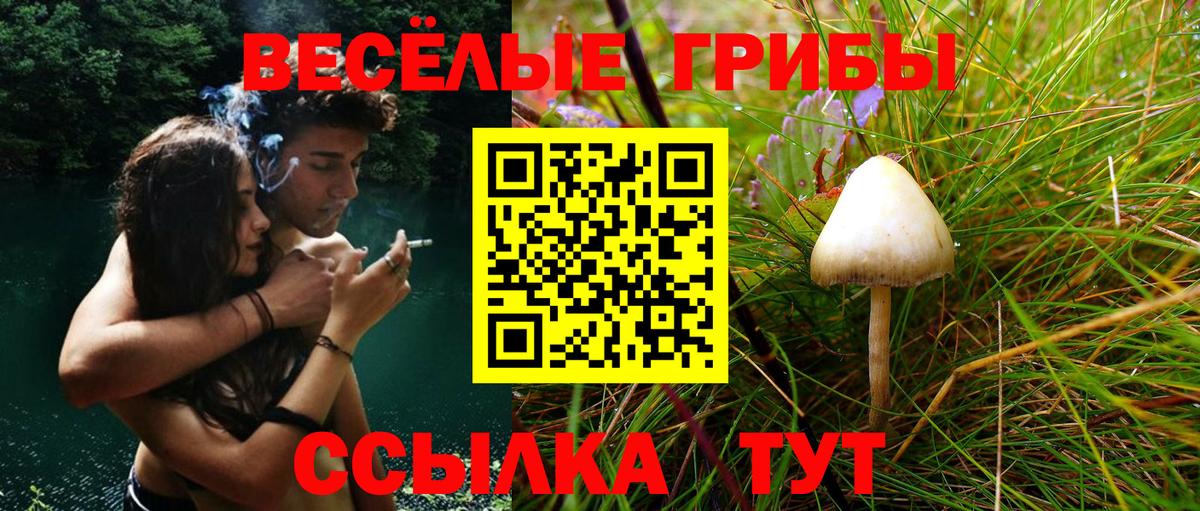 Галлюциногенные грибы Psilocybine cubensis Ростов-на-Дону